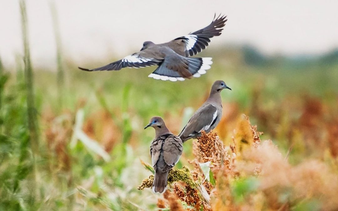 INICIA TEMPORADA DE CAZA DE PALOMA ALA BLANCA 2024