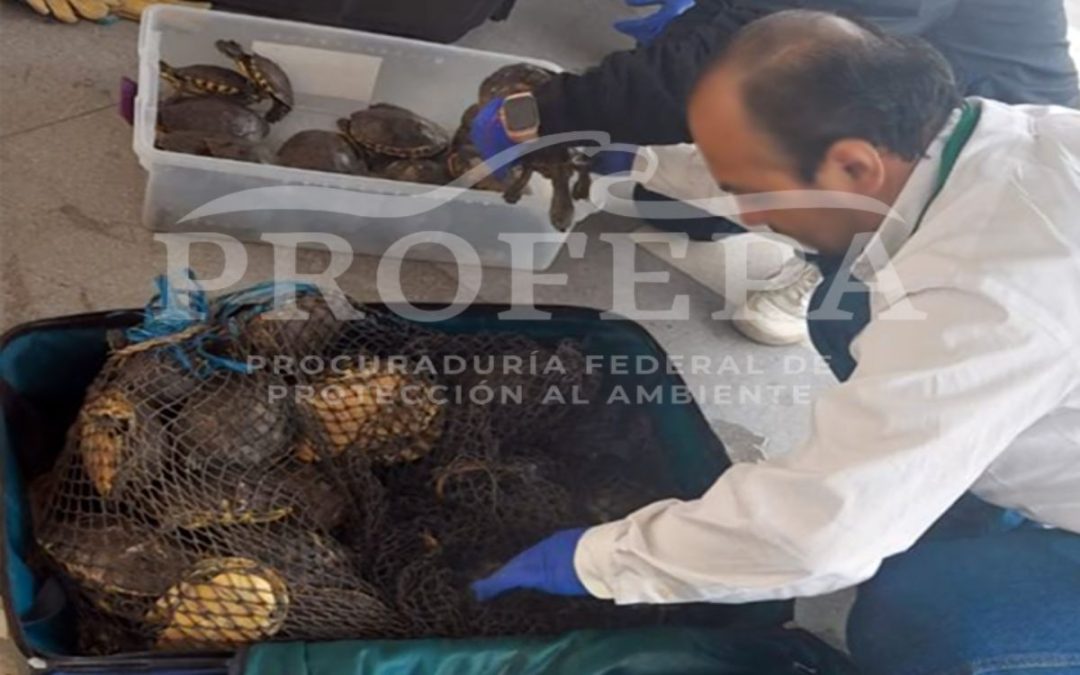 Profepa asegura 261 animales silvestres ocultos en maletas de viaje