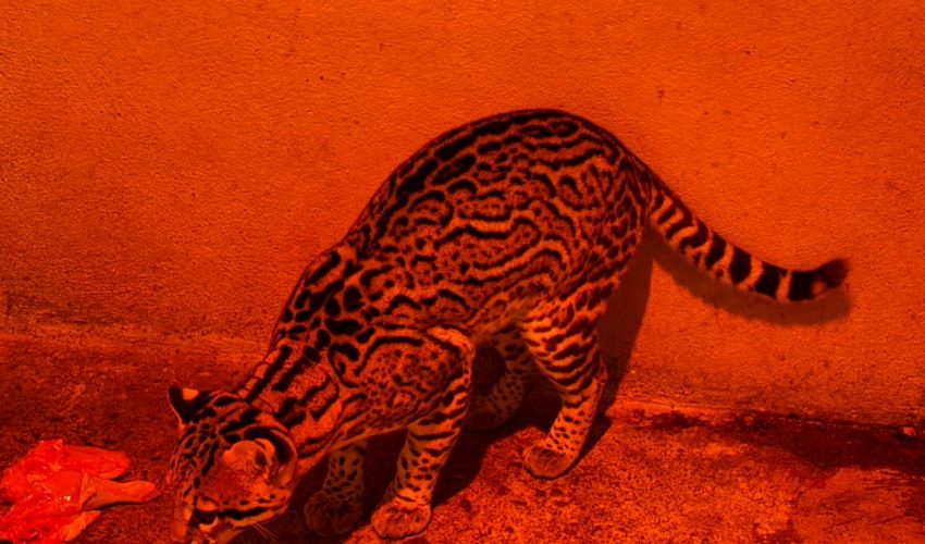 Aplica Comisión de Parques protocolos en fauna ante bajas temperaturas