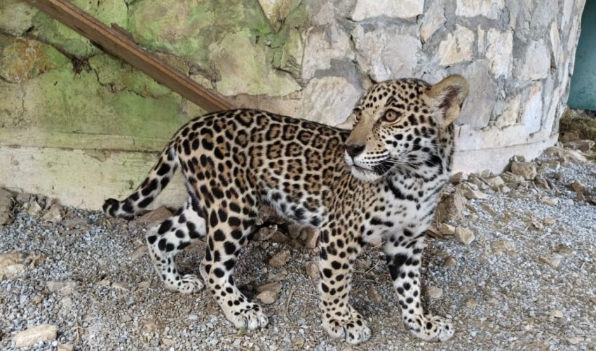 Llegan cachorros de jaguar al Parque Ecológico Biósfera El Cielo