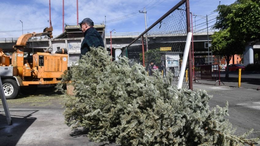 Cambia tu árbol de Navidad por una planta en estos centros de acopio de la CDMX