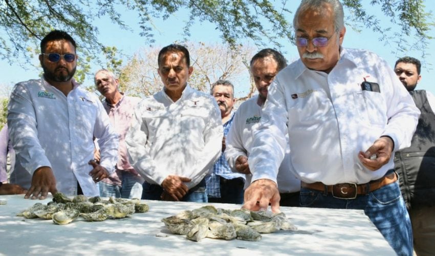 Presentan proyecto para el cultivo de ostión en Tamaulipas