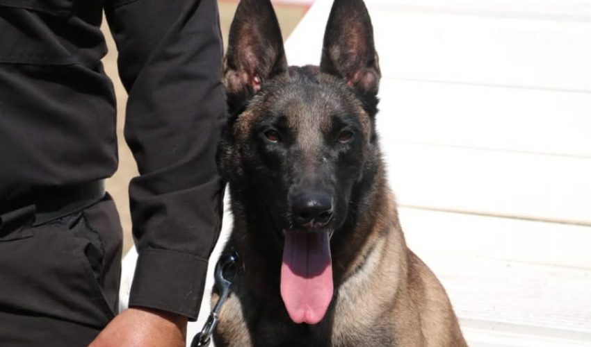 De compañeros a familia: policía de la Guardia Estatal adopta a canino retirado