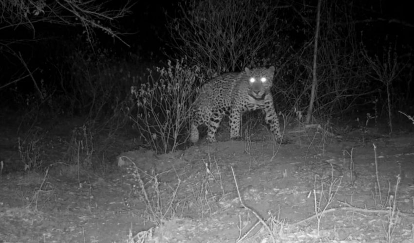 Aclara Comisión de Parques y Biodiversidad: jaguar atropellado no corresponde a Tamaulipas